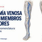 Anatomía Venosa Flebología Miembros Inferiores