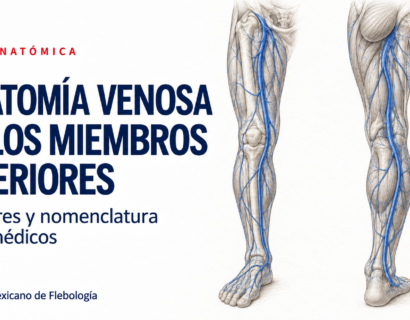 Anatomía Venosa Flebología Miembros Inferiores