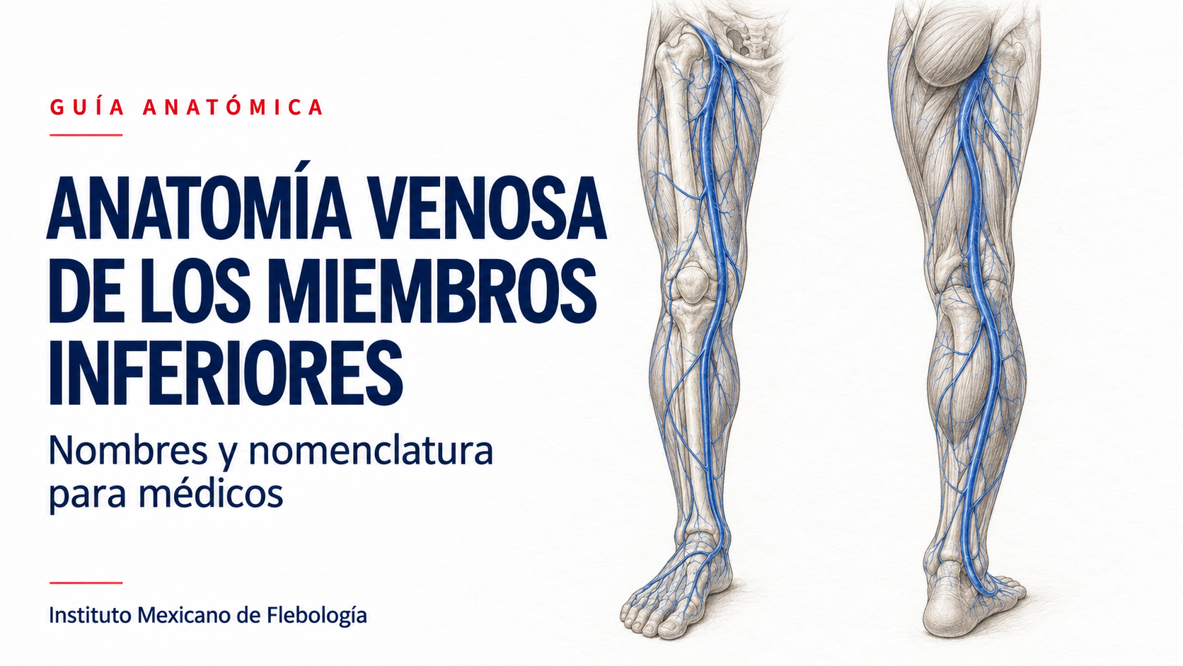 Anatomía Venosa Flebología Miembros Inferiores